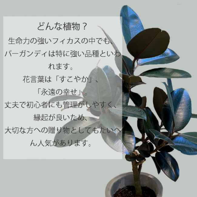 【観葉植物】フィカスバーガンディ
