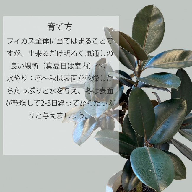 【観葉植物】フィカスバーガンディ