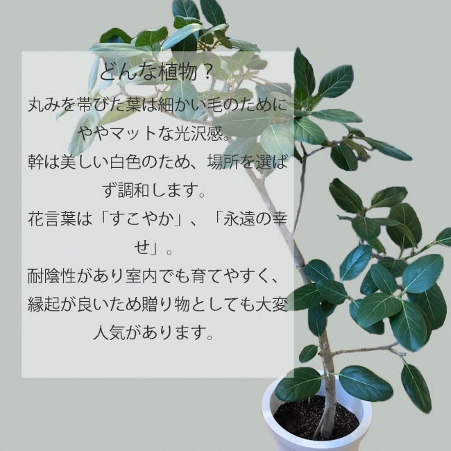 【観葉植物】フィカス・ベンガレンシス