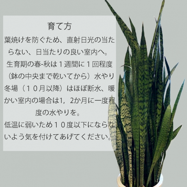 【観葉植物】サンスベリア・ゼラニカ