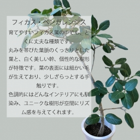 【観葉植物】フィカス・ベンガレンシス