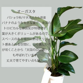 【観葉植物】オーガスタ