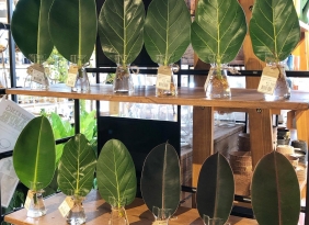 観葉植物入荷しております！