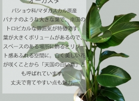 【観葉植物】オーガスタ