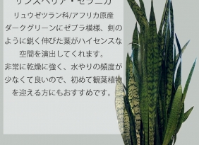 【観葉植物】サンスベリア・ゼラニカ