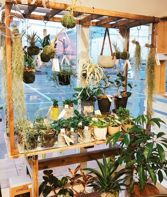 【与次郎店】観葉植物入荷しております