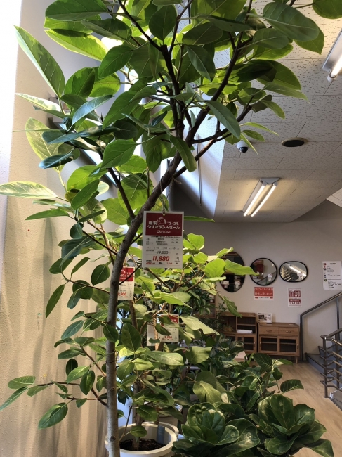 与次郎店に観葉植物が新入荷！