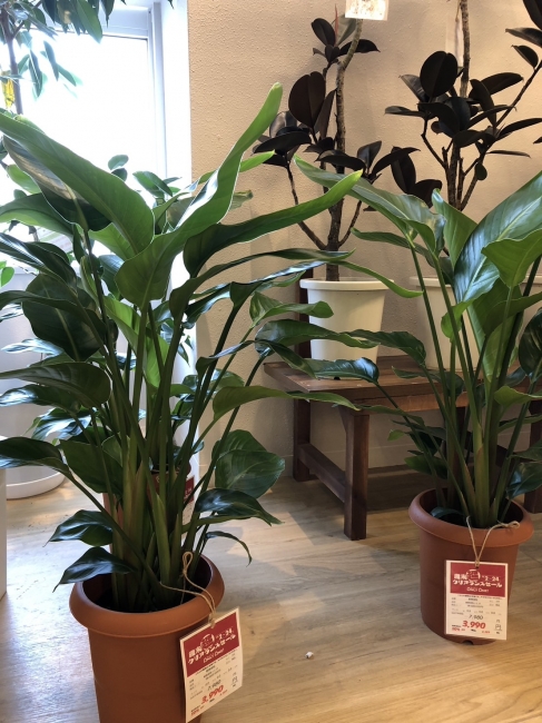 与次郎店に観葉植物が新入荷！