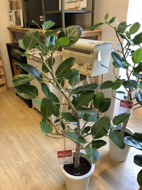 与次郎店に観葉植物が新入荷！