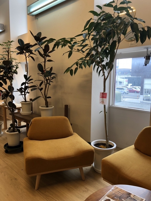 【与次郎店】観葉植物入荷予定