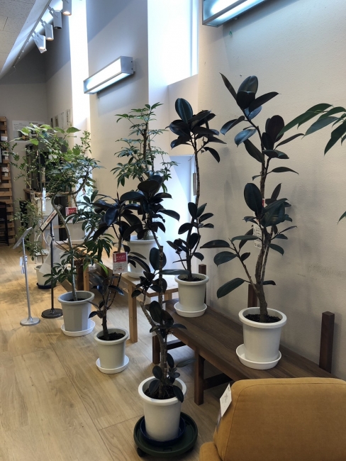 【与次郎店】観葉植物入荷予定