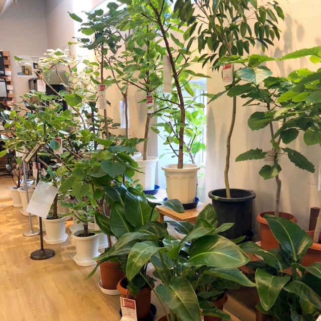 【与次郎店】観葉植物入荷のお知らせ