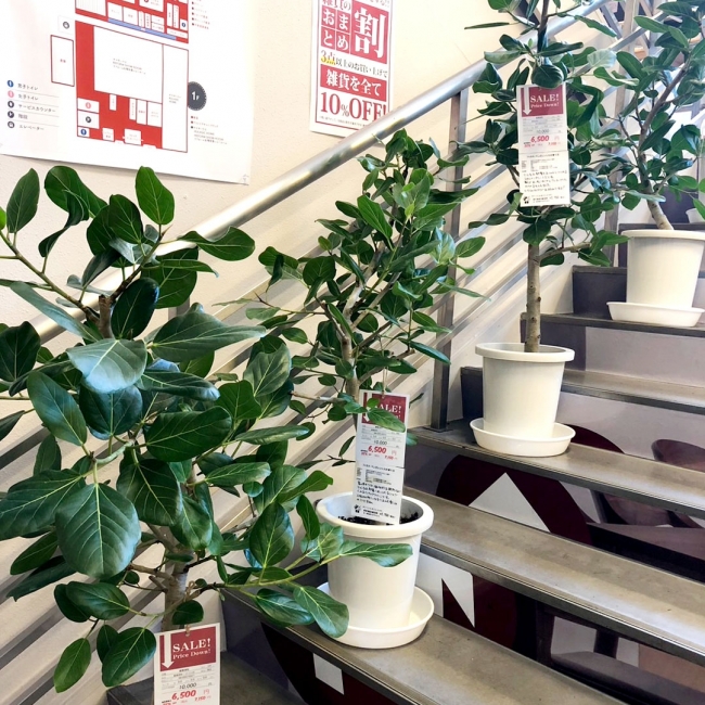 【与次郎店】観葉植物入荷のお知らせ
