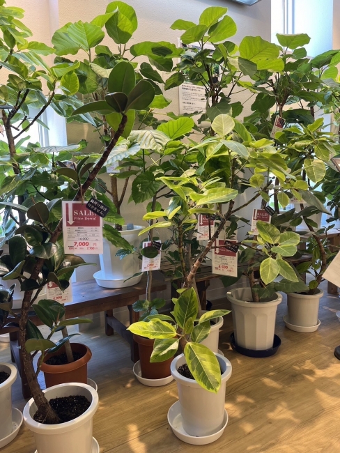 【与次郎店】観葉植物＆鉢カバー入荷