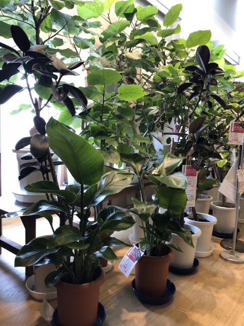 【与次郎店】観葉植物入荷
