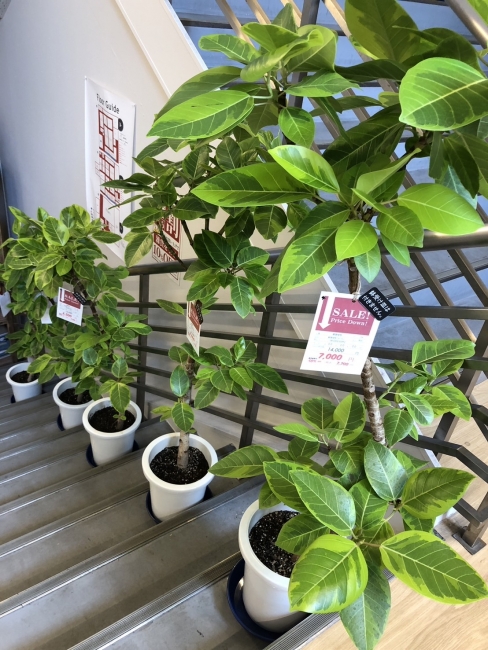 【与次郎店】観葉植物入荷