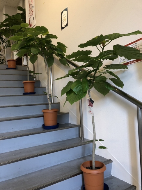 【与次郎店】観葉植物入荷