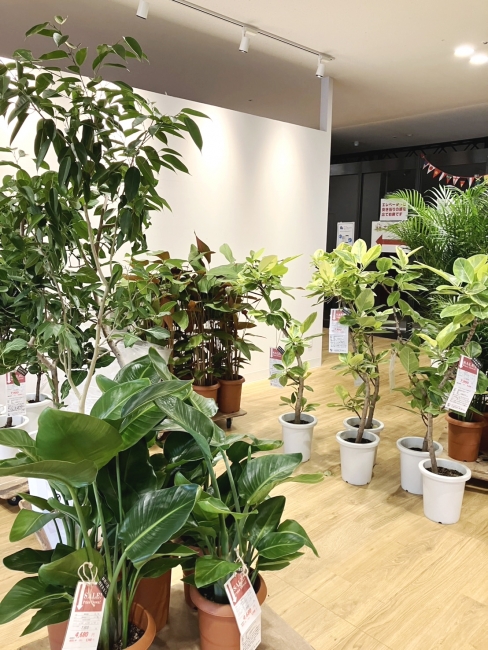 🪴観葉植物入荷のお知らせ🪴