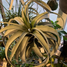 【与次郎店】観葉植物入荷しております
