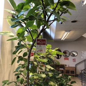与次郎店に観葉植物が新入荷！