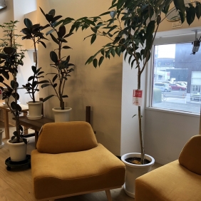 【与次郎店】観葉植物入荷予定