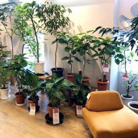 【与次郎店】観葉植物入荷のお知らせ