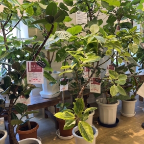【与次郎店】観葉植物＆鉢カバー入荷