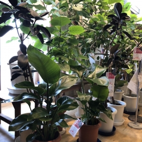 【与次郎店】観葉植物入荷