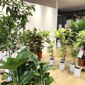 🪴観葉植物入荷のお知らせ🪴