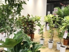 🪴観葉植物入荷のお知らせ🪴