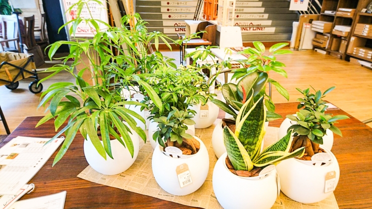 【観葉植物/朴タイプ】アクアテラポット