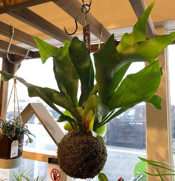 観葉植物【与次郎店のみ】