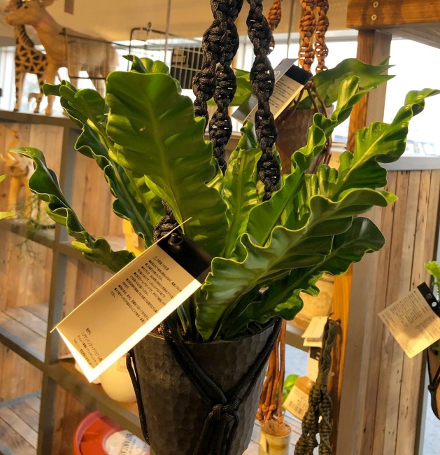 観葉植物【与次郎店のみ】