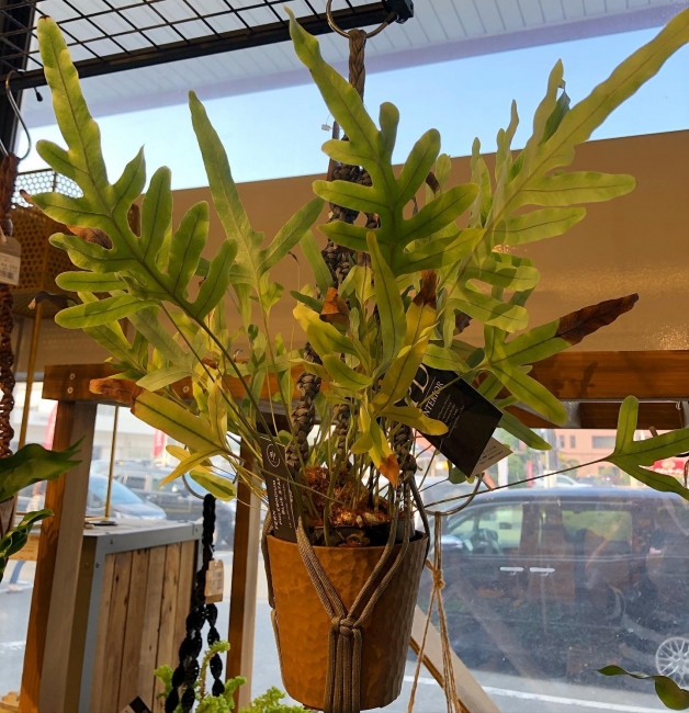 観葉植物【与次郎店のみ】