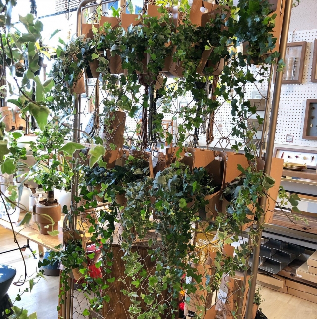 観葉植物入荷しております！