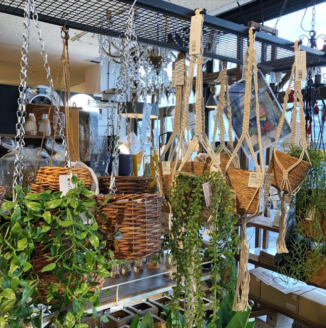 観葉植物入荷しております！