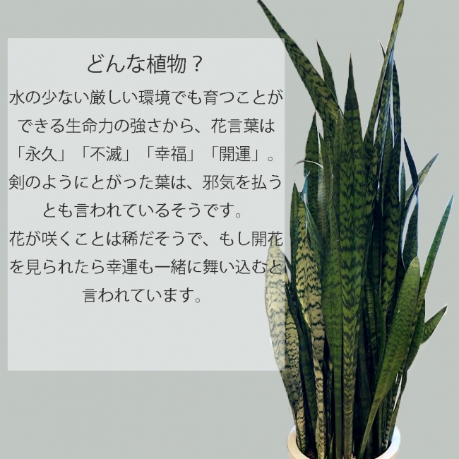 【観葉植物】サンスベリア・ゼラニカ