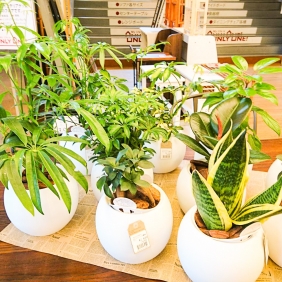 【観葉植物/朴タイプ】アクアテラポット