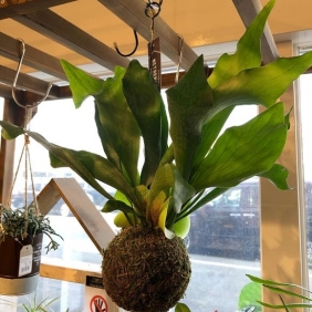 観葉植物【与次郎店のみ】