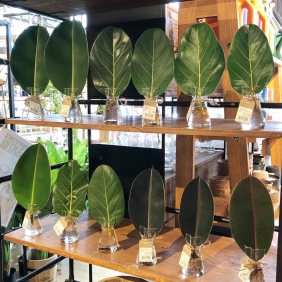 観葉植物入荷しております！