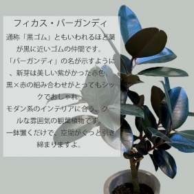 【観葉植物】フィカスバーガンディ