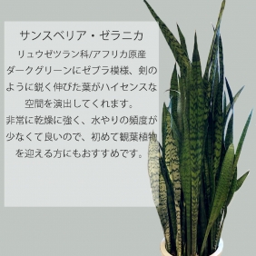 【観葉植物】サンスベリア・ゼラニカ